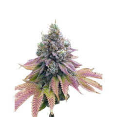 Auto Strawberry Banana genetics, Фасовка: 3+1